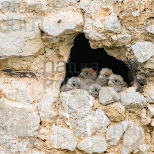 Foto di Gheppio (Falco tinnunculus)