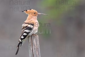 Foto di Upupa (Upupa epops)