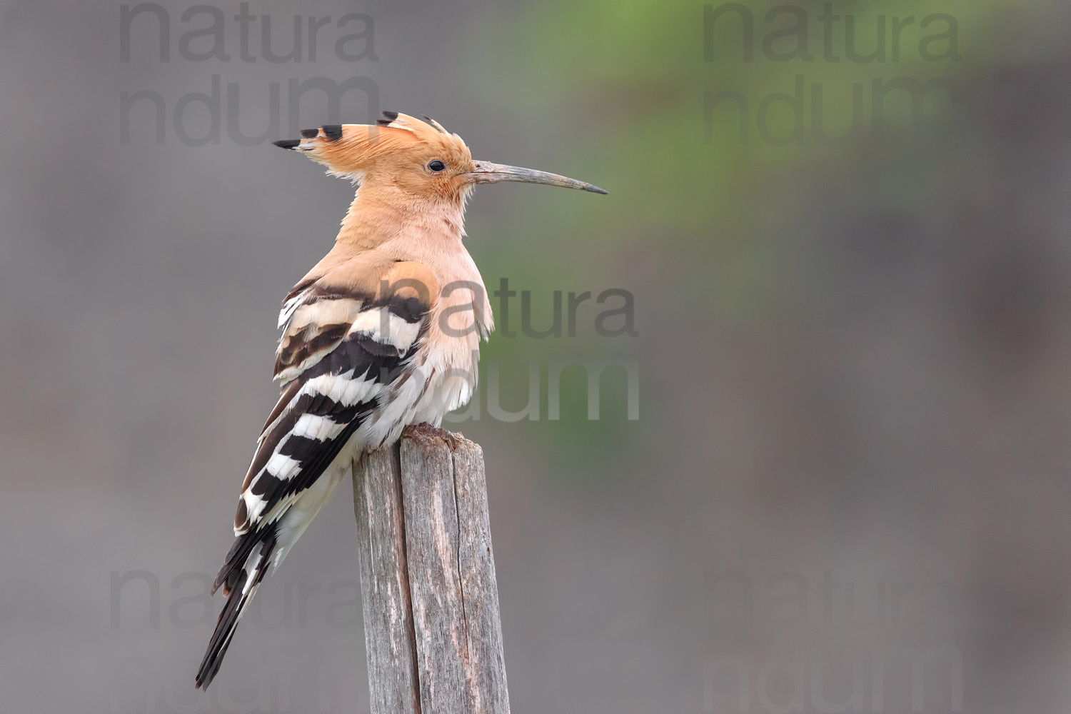 Photos of Eurasian Hoopoe (Upupa epops)