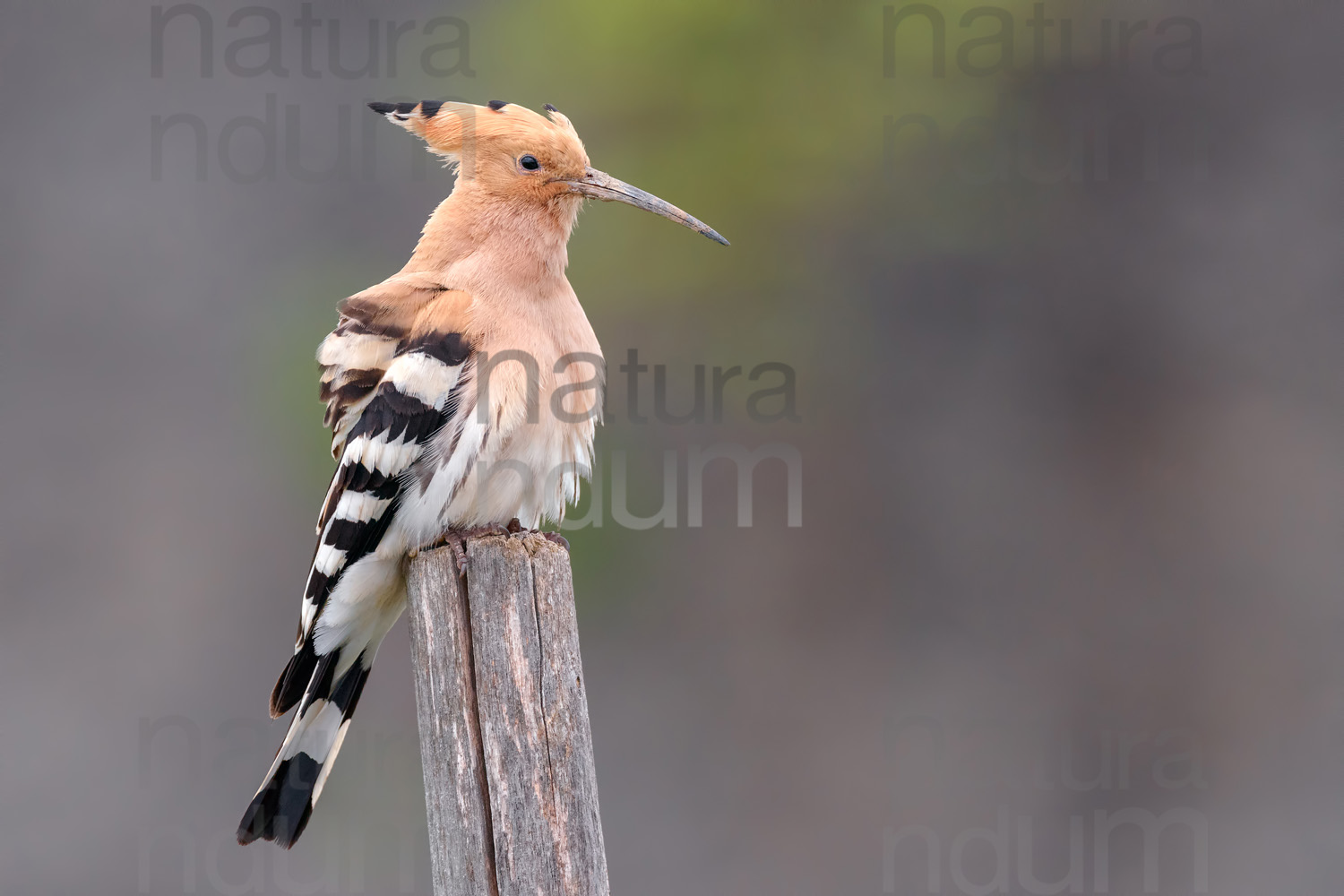 Foto di Upupa (Upupa epops)