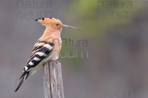 Foto di Upupa (Upupa epops)