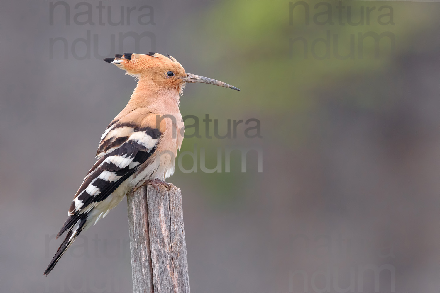 Foto di Upupa (Upupa epops)