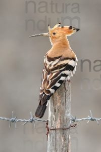 Photos of Eurasian Hoopoe (Upupa epops)