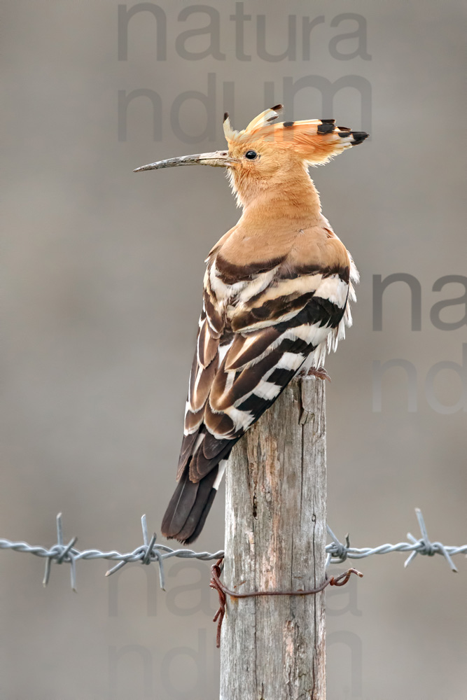 Photos of Eurasian Hoopoe (Upupa epops)