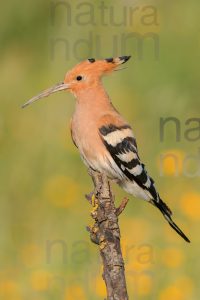 Photos of Eurasian Hoopoe (Upupa epops)