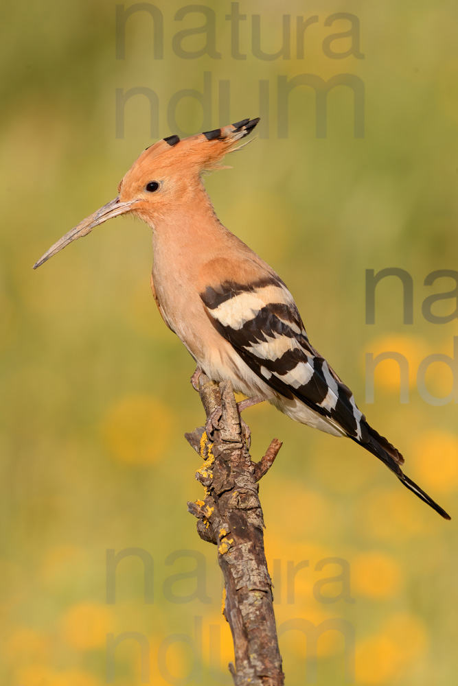 Photos of Eurasian Hoopoe (Upupa epops)