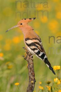 Photos of Eurasian Hoopoe (Upupa epops)