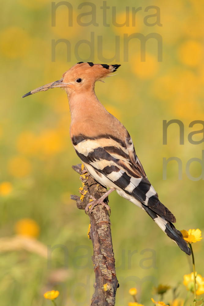 Photos of Eurasian Hoopoe (Upupa epops)