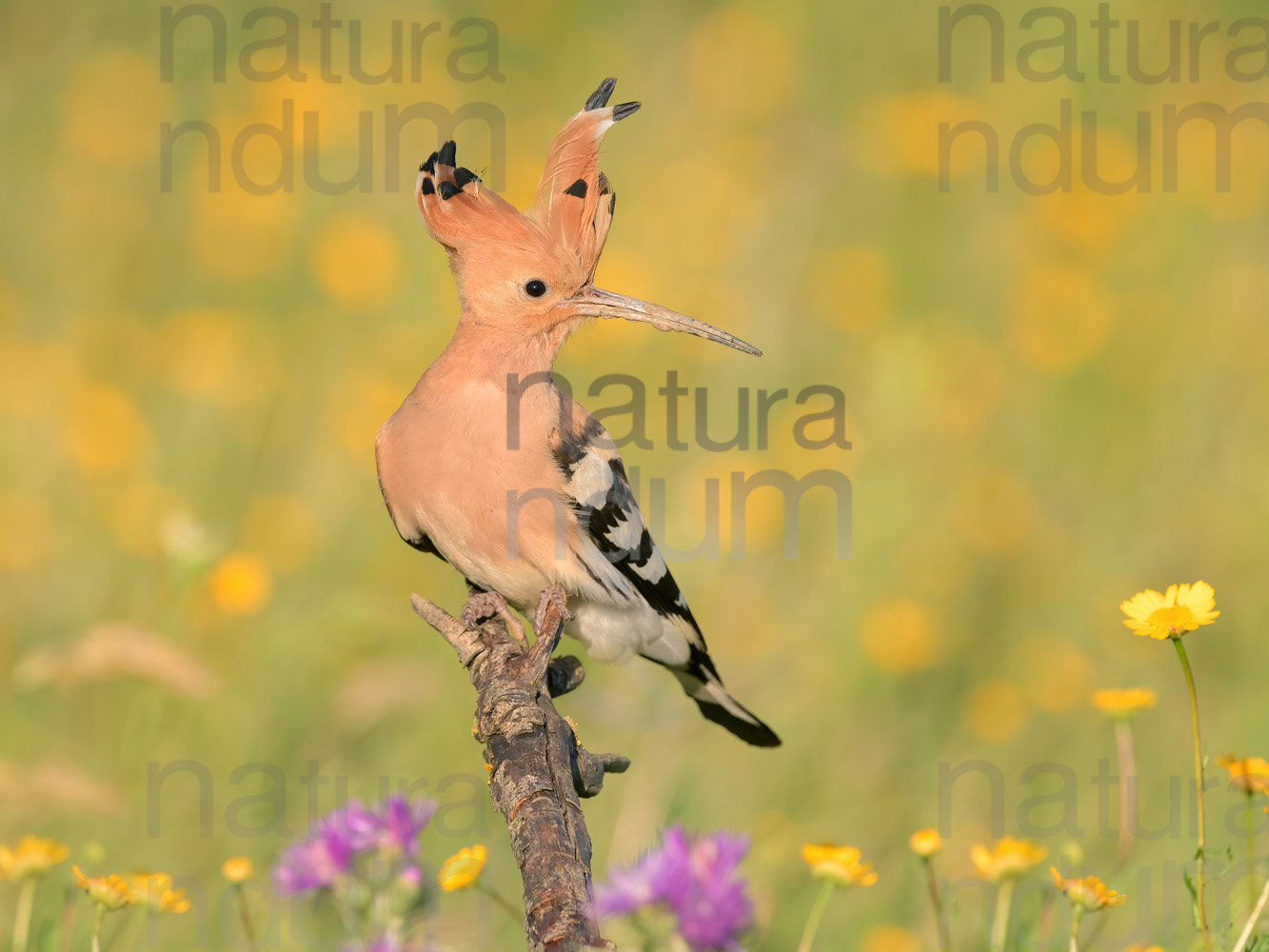 Photos of Eurasian Hoopoe (Upupa epops)