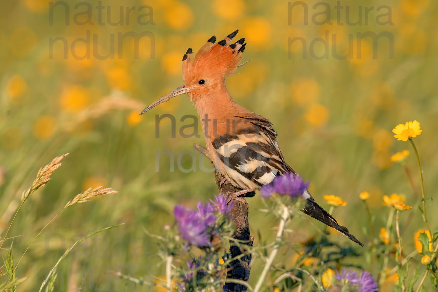 Foto di Upupa (Upupa epops)