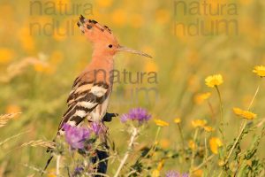 Photos of Eurasian Hoopoe (Upupa epops)