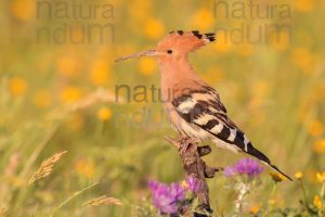 Photos of Eurasian Hoopoe (Upupa epops)