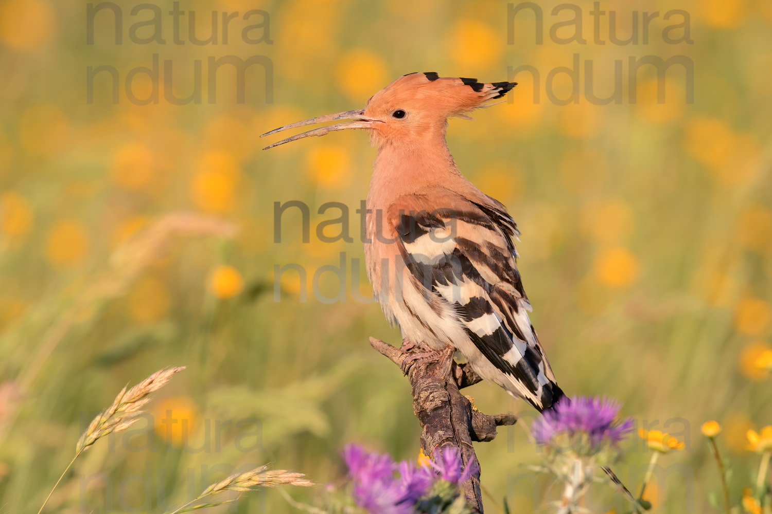 Foto di Upupa (Upupa epops)