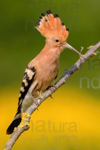 Photos of Eurasian Hoopoe (Upupa epops)