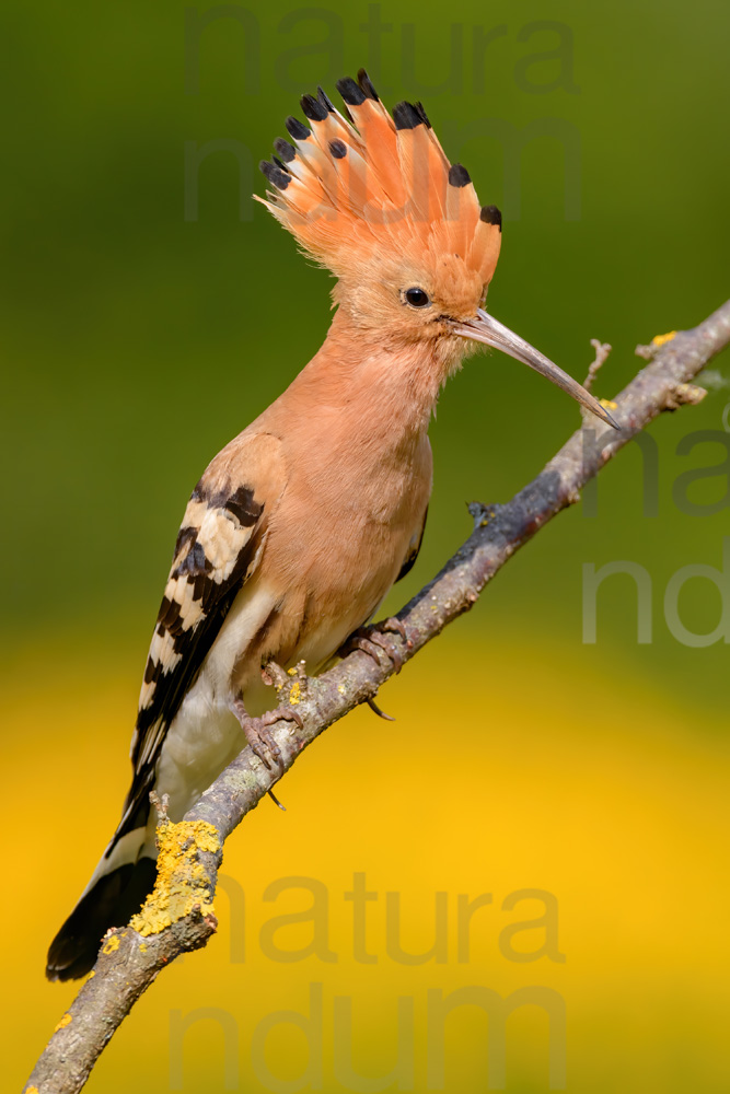 Foto di Upupa (Upupa epops)