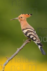 Photos of Eurasian Hoopoe (Upupa epops)