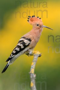 Photos of Eurasian Hoopoe (Upupa epops)