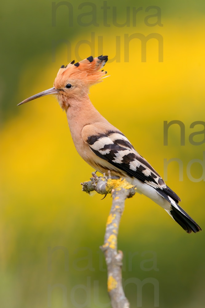 Foto di Upupa (Upupa epops)