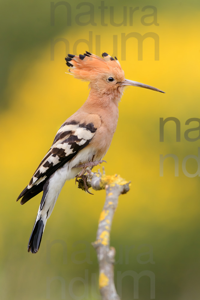 Foto di Upupa (Upupa epops)