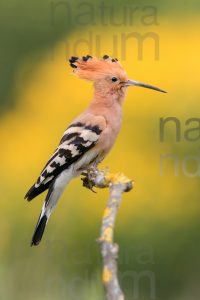 Photos of Eurasian Hoopoe (Upupa epops)