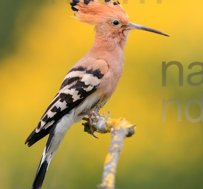 Photos of Eurasian Hoopoe (Upupa epops)