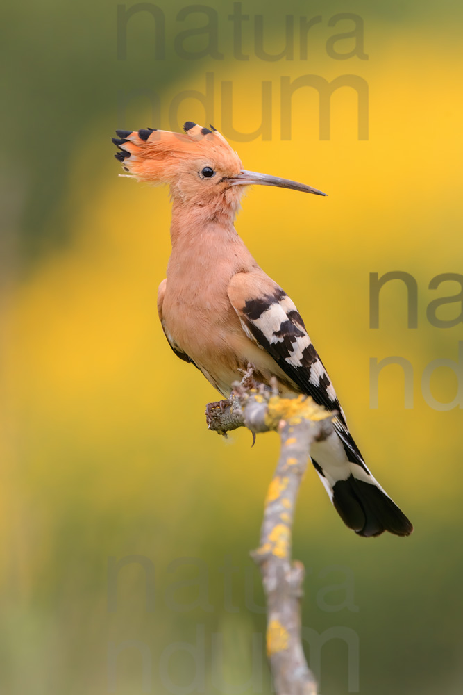 Photos of Eurasian Hoopoe (Upupa epops)