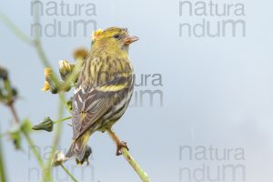 Photos of Eurasian Siskin (Spinus spinus)