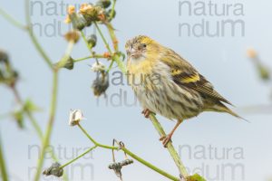 Photos of Eurasian Siskin (Spinus spinus)