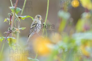 Photos of Eurasian Siskin (Spinus spinus)