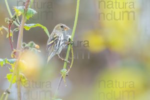 Foto di Lucherino (Spinus spinus)