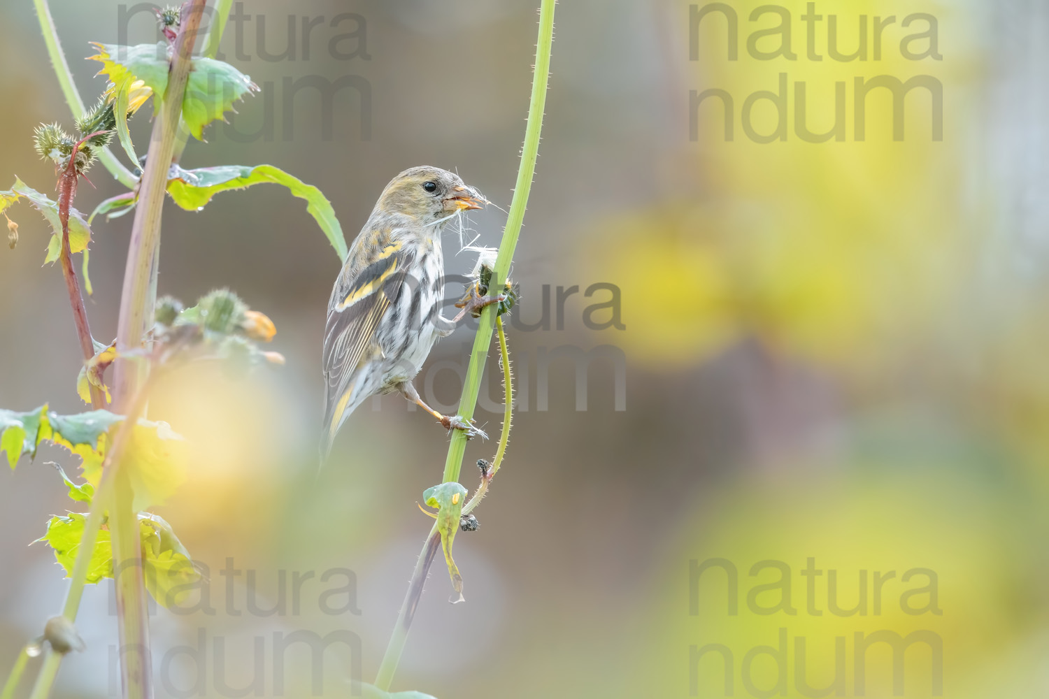 Foto di Lucherino (Spinus spinus)