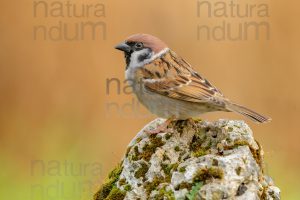 Foto di Passera mattugia (Passer montanus)