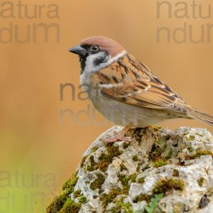 Photos of Eurasian Tree Sparrow (Passer montanus)