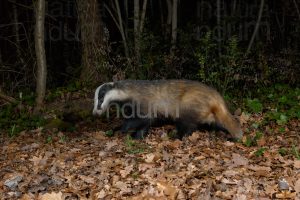 Photos of European badger (Meles meles)