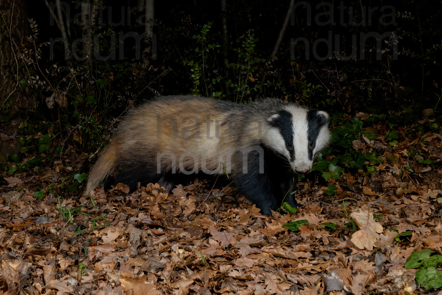 Photos of European badger (Meles meles)