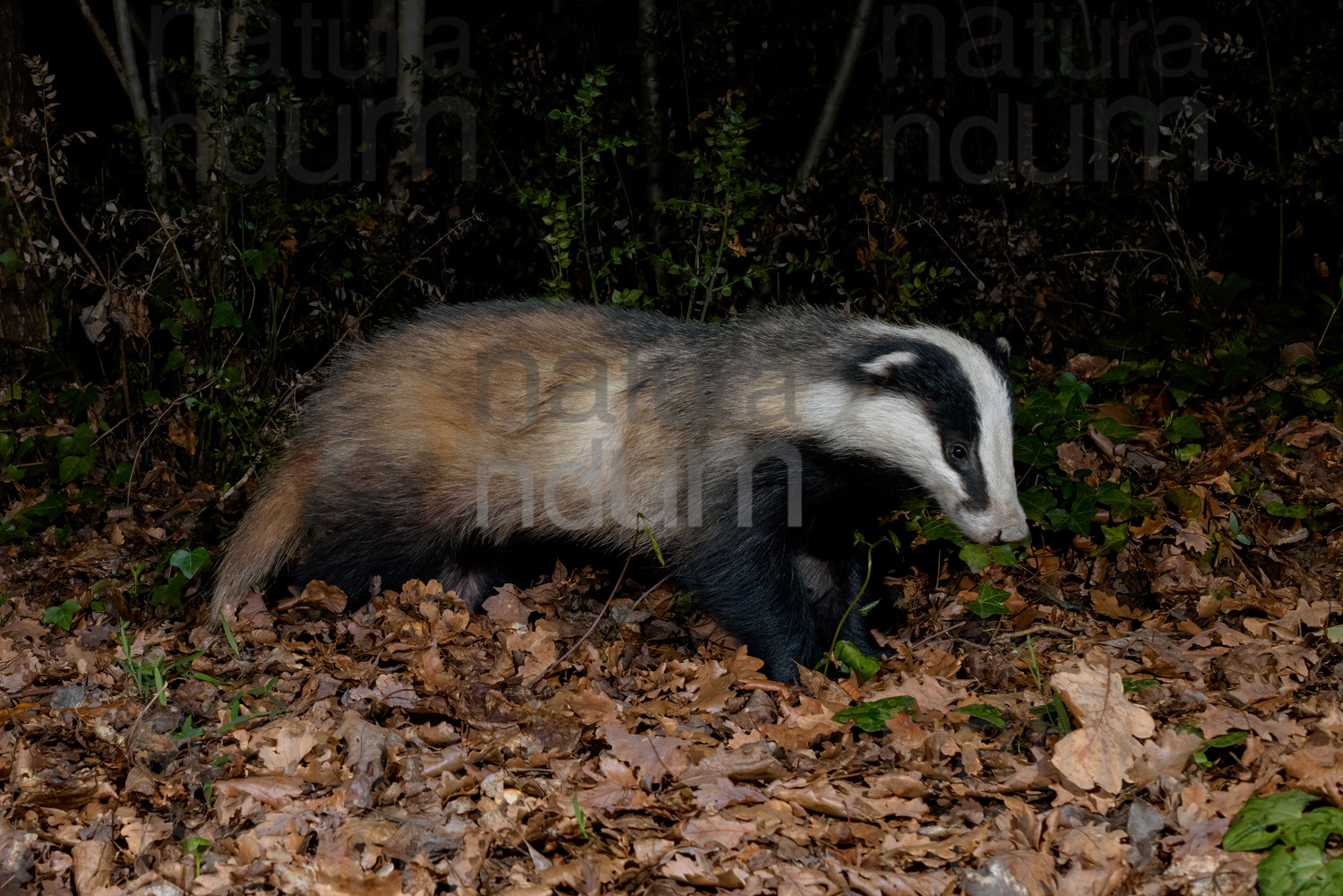 Photos of European badger (Meles meles)