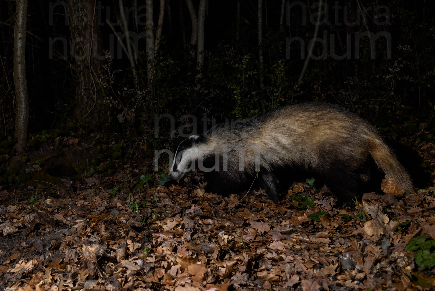 Photos of European badger (Meles meles)