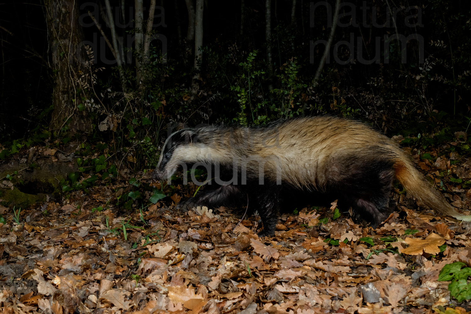 Photos of European badger (Meles meles)