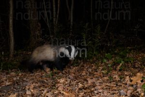 Photos of European badger (Meles meles)