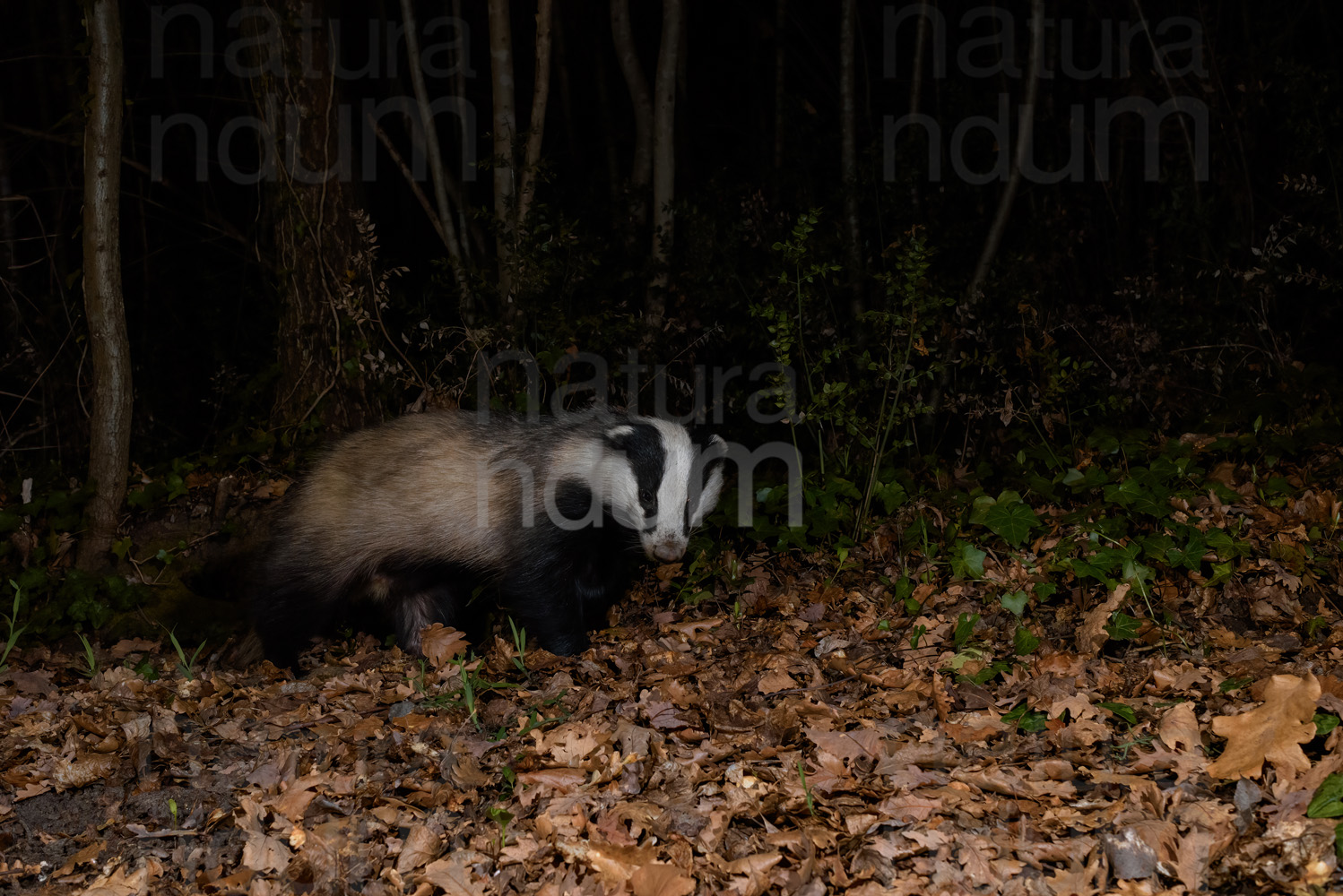 Photos of European badger (Meles meles)