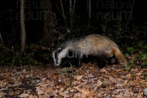 Photos of European badger (Meles meles)