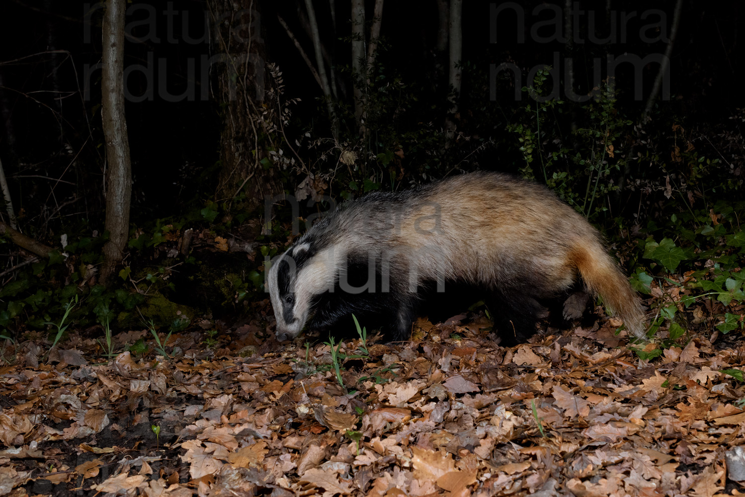 Photos of European badger (Meles meles)