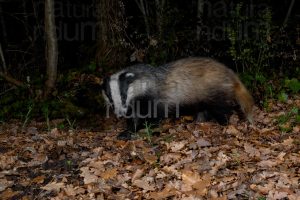 Photos of European badger (Meles meles)