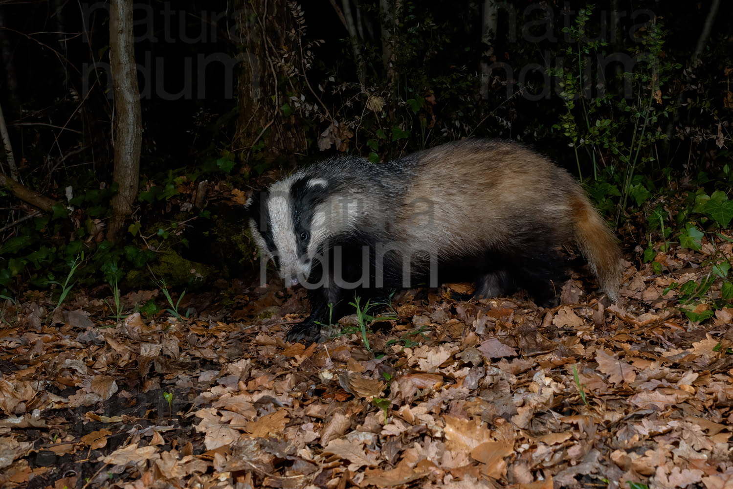 Photos of European badger (Meles meles)