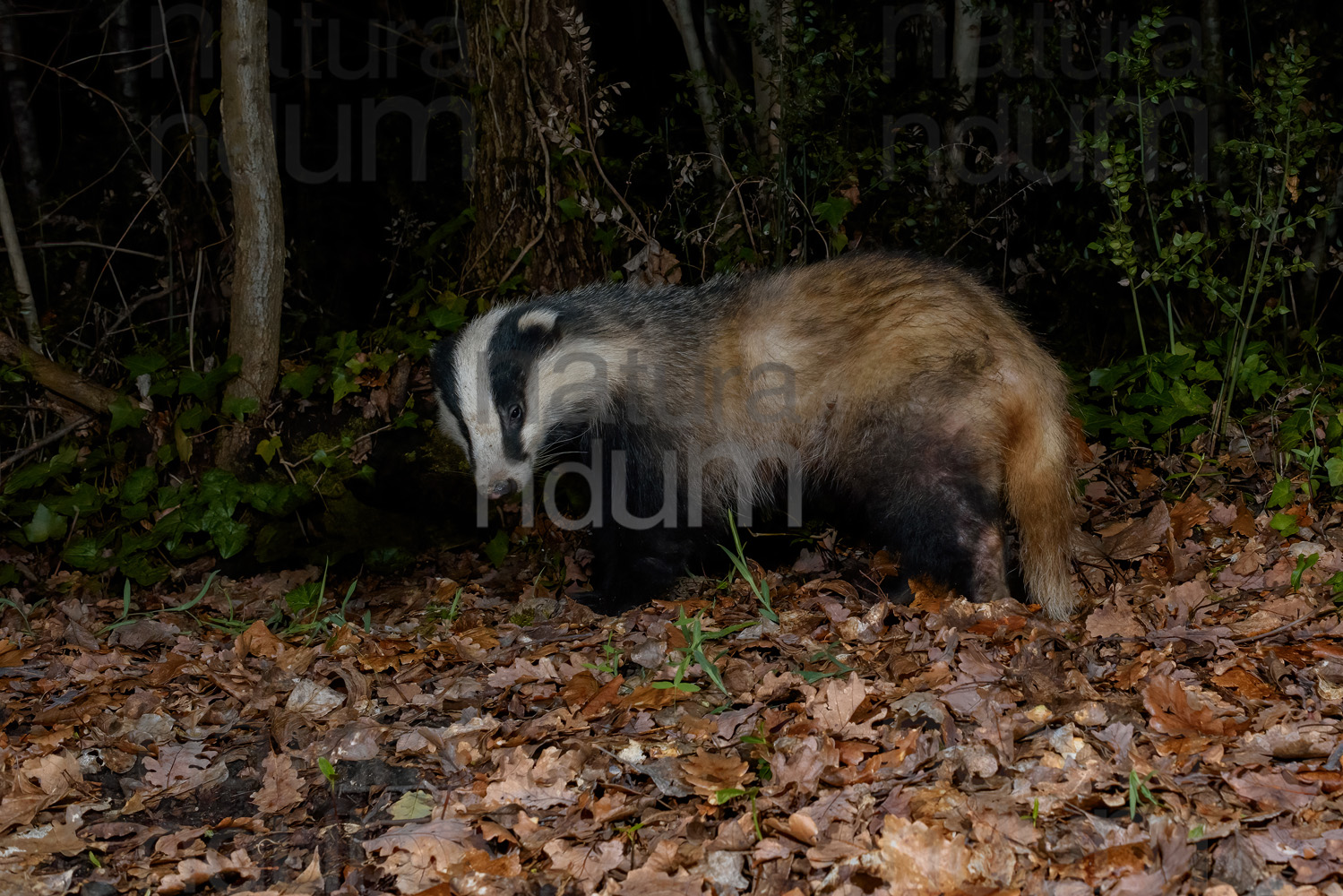 Photos of European badger (Meles meles)