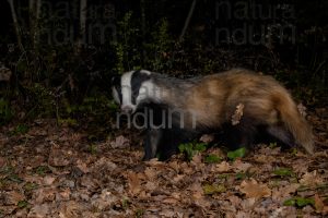 Photos of European badger (Meles meles)