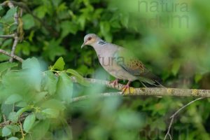 Photos of European Turtle Dove (Streptopelia turtur)