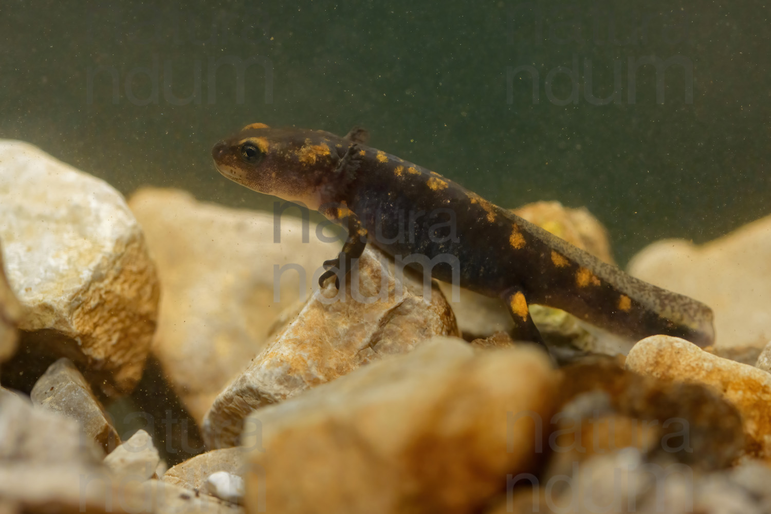 Foto di Salamandra pezzata (Salamandra salamandra gigliolii)