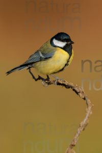 Foto di Cinciallegra (Parus major)