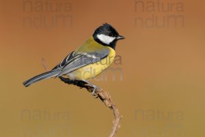 Foto di Cinciallegra (Parus major)